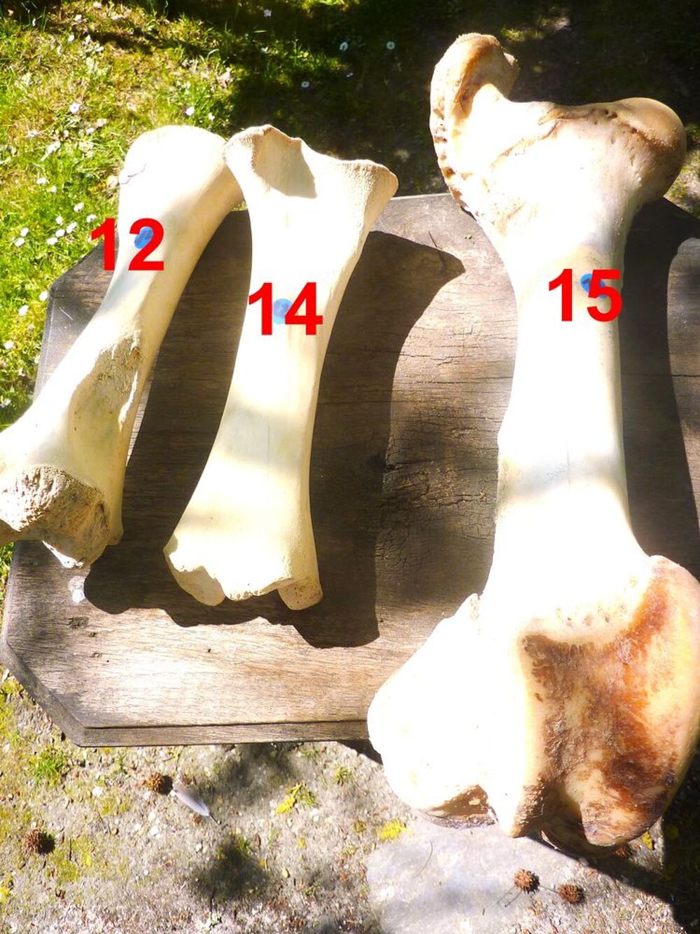 TETES Animal Naturalis&eacute;es Décoration