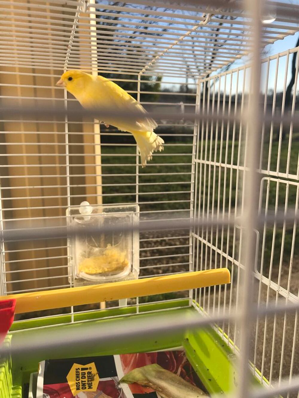   Canaris 