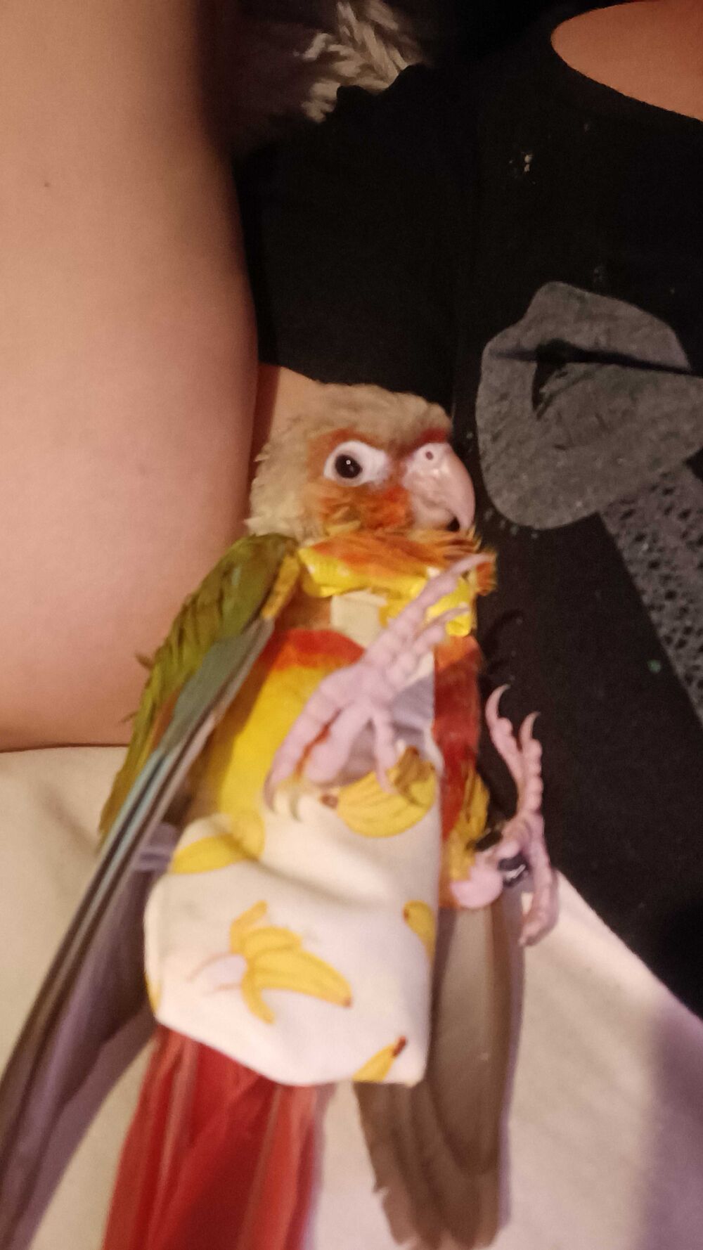 perroquet Conure Ananas EAM 2 mois Bricolage
