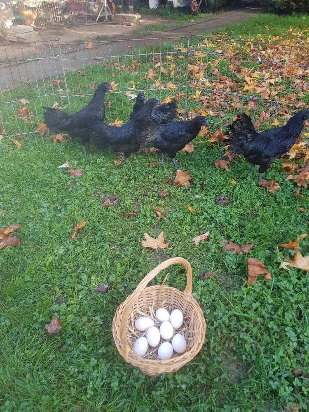   Poule ayam cemani livraison possible 