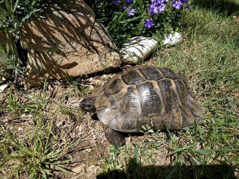 Tortue ADULTE 35 Ans Ibera (Legale avec documents et cic) 290 85440 Talmont-saint-hilaire