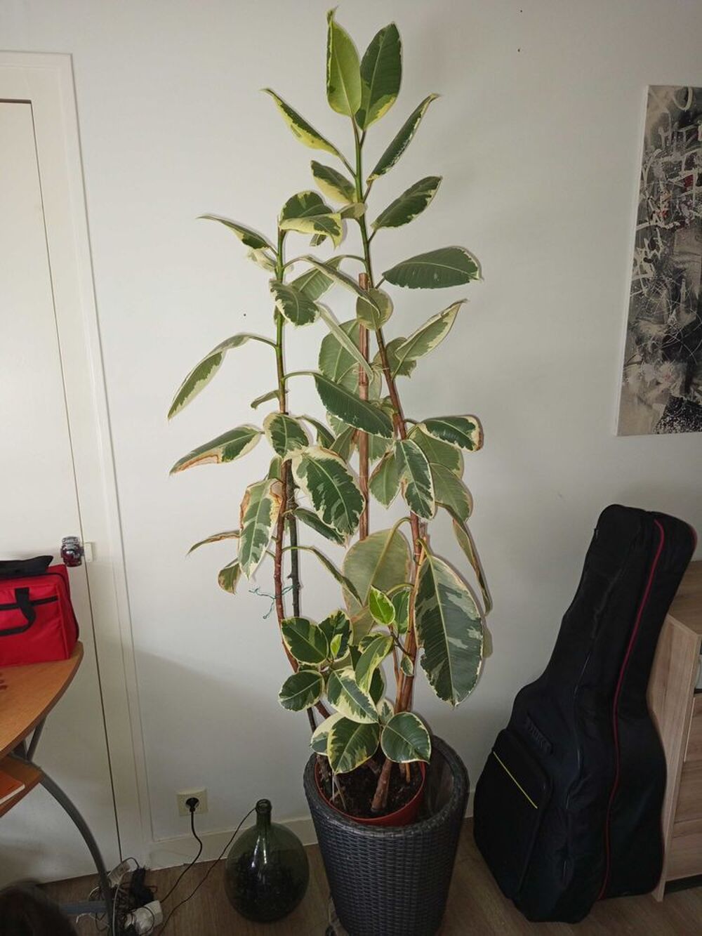 plante caoutchouc Décoration