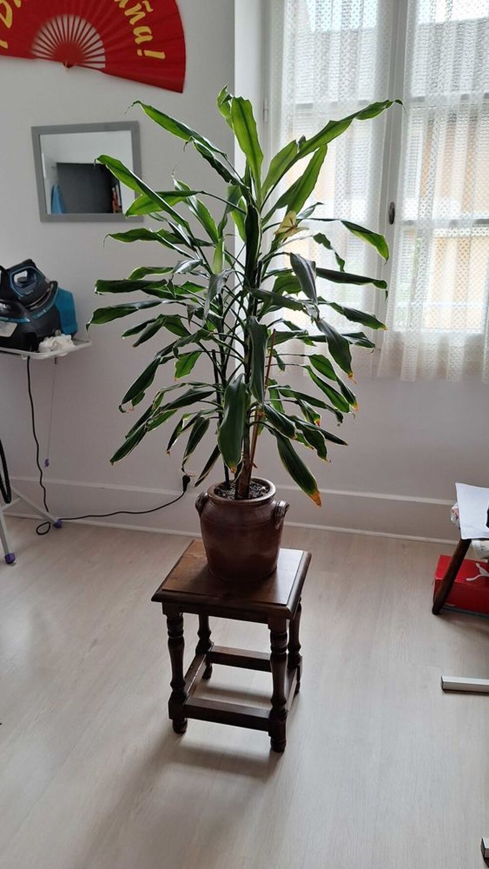 plante d'interieur Décoration