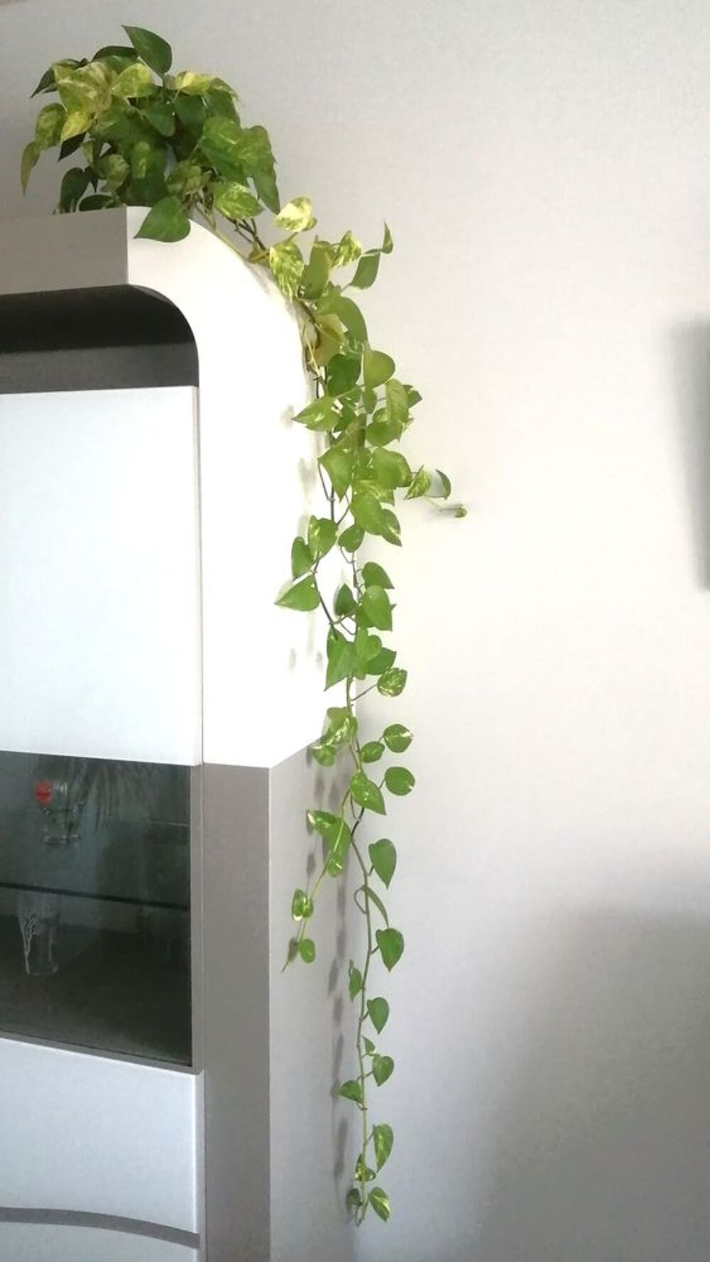 Pousses de plante, lierre d'int&eacute;rieur Philodendron Jardin