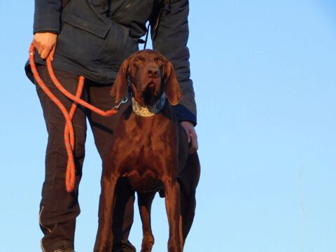 TAXUS💙Magnifique Braque  Allemand Chocolat 195 24140 Douville