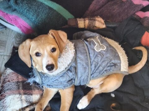 KHALESI SE TROUVE DANS UN REFUGE EN ROUMANIE 0 75018 Paris