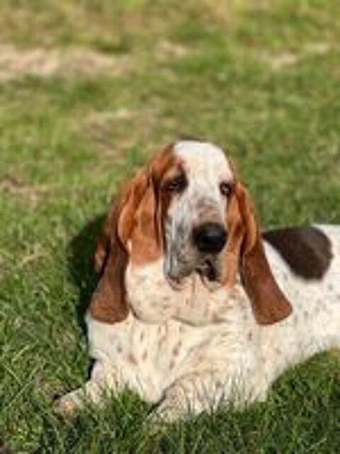   Vincent, mâle Basset Hound disponible pour saillie 