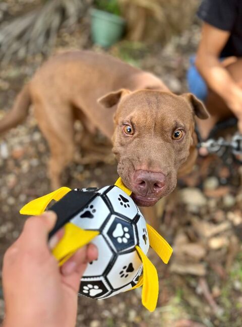 Pollux, m&acirc;le crois&eacute; shar pei, n&eacute; le 03/06/2024🐶 380 35000 Rennes