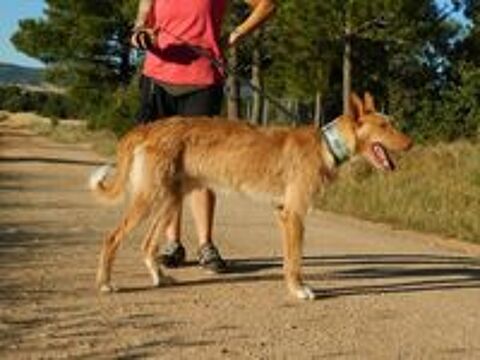   SIRIO 3ans, sublime podenco 