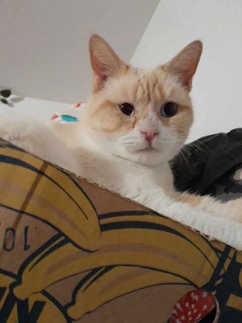 Chat européen 140 89130 Toucy