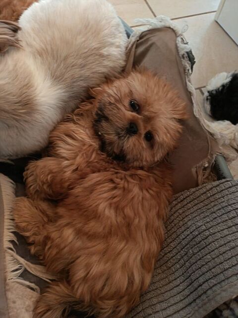 Shih tzu 690 86220 Les ormes