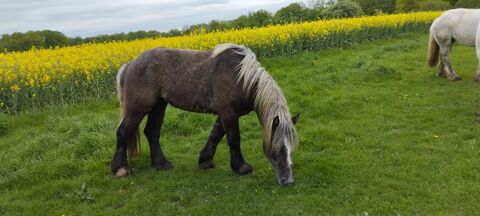 cheval trait percheron. 2300 45210 La selle-en-hermoy