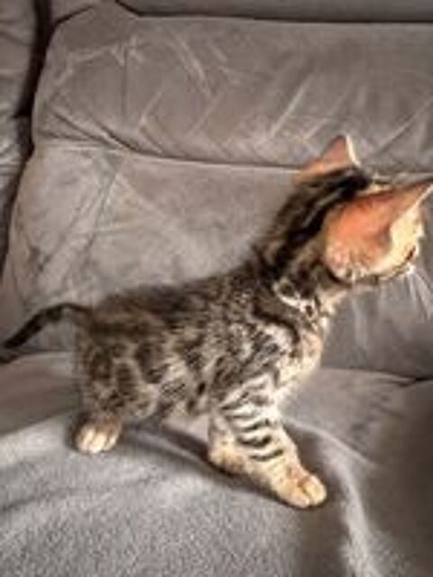   Adorable chatons bengal  