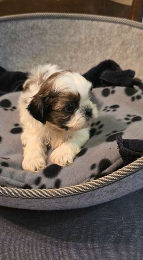 Chiots shih-tzu 850 31460 Auriac-sur-vendinelle