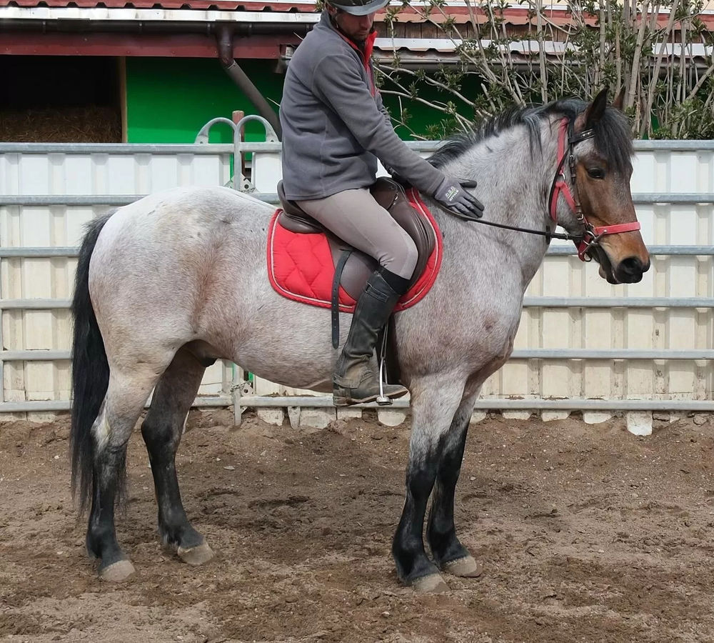   cheval miniature baroque hongre 
