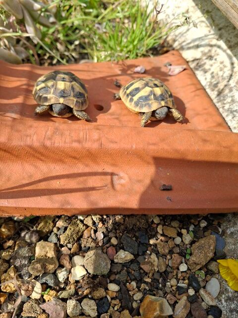 B&eacute;b&eacute; tortue de terre  110 91800 Brunoy