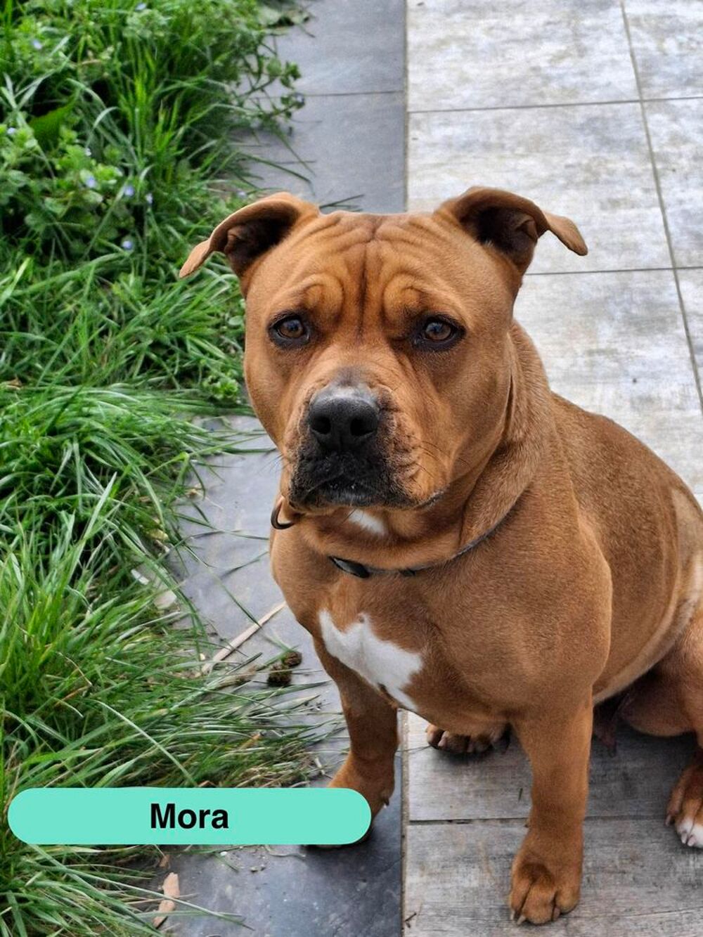   Mora, chienne croisée Staffordshire terrier à adopter 