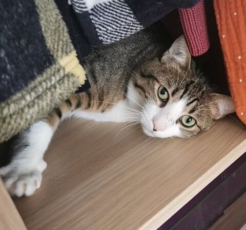 TERTIO CHAT TIGRE BLANC 2 ANS 195 92260 Fontenay-aux-roses