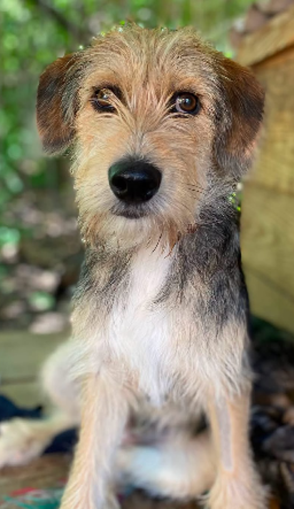   A L'ADOPTION ROMEO 