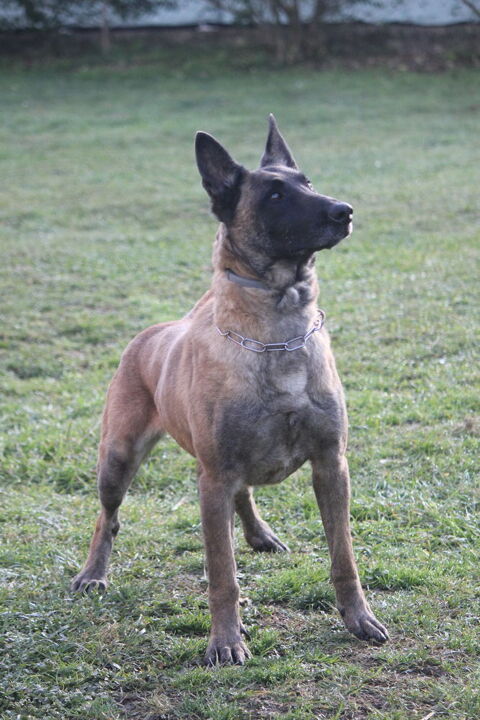 Donne malinoise lof 0 31800 Saint-gaudens