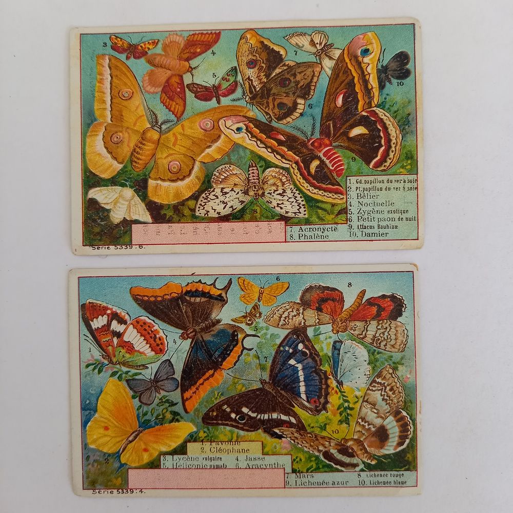2 images Chicor&eacute;e &agrave; la berg&egrave;re, E. Bonzel, les papillons 