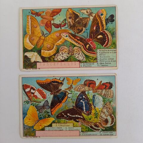 2 images Chicorée à la bergère, E. Bonzel, les papillons 4 Saumur (49)