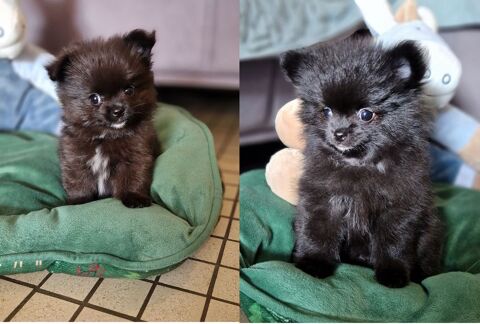 Chiots Pomchi mâles disponible de suite 950 62710 Courrires