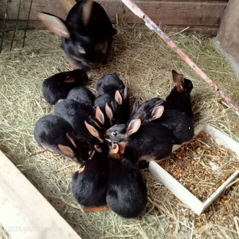 Li&egrave;vre belge 25 54122 Glonville