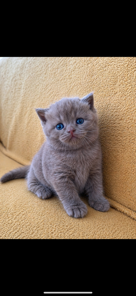 Chaton british shortair femelle 1600 77550 Moissy-cramayel