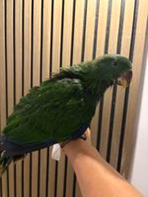   Perroquet eclectus 