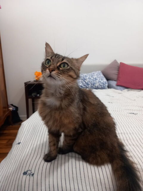 Irina jeune chatte aussi belle que câline 180 75020 Paris