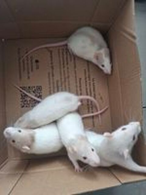   Rat domestique  