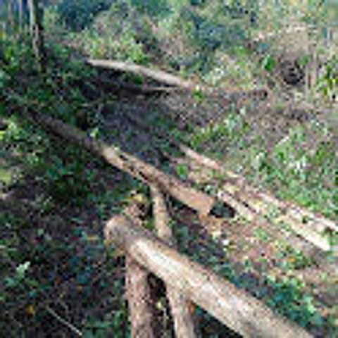 Grume / tronc accacia 0 Bordeaux (33)