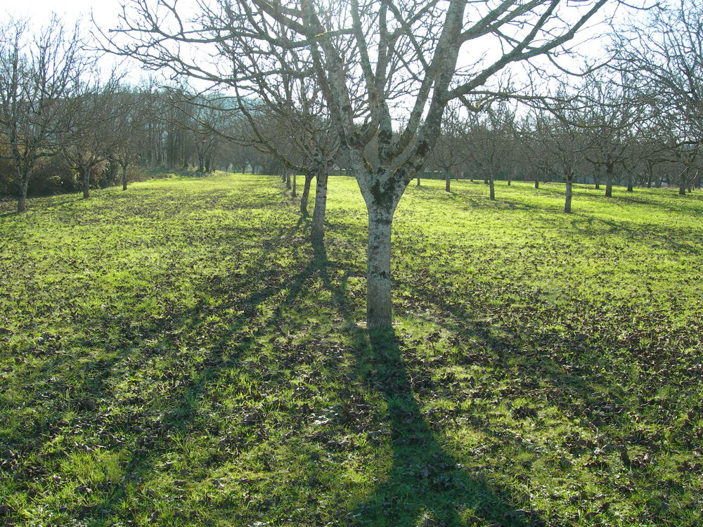 Vente Terrain Terrain constructible Meyronne (Lot) Meyronne