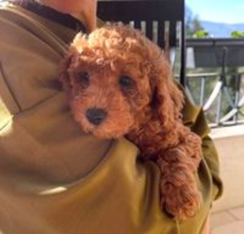   Magnifique chiot Caniche fauve 