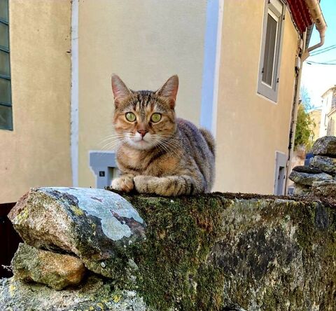 Minette chatte tigrée de 2ans A ADOPTER 120 11000 Carcassonne
