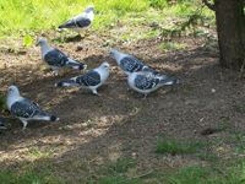   Pigeons de concours 