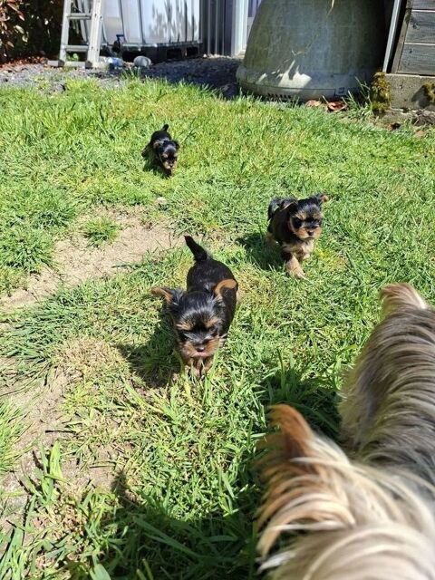 Yorkshire LOF 1500 15250 Crandelles