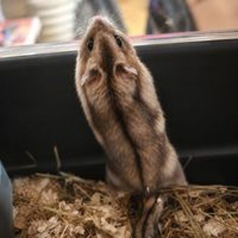   HAMSTERS 