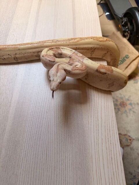 Boa imperator VPI sunglow jungle femelle
NC 2021 590 69006 Lyon