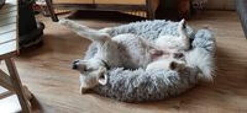   garde a mon domicile animaux 