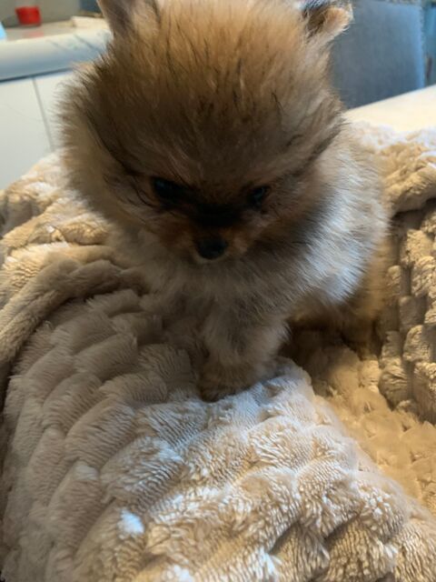 Spitz nain type pom 2000 69150 Dcines-charpieu