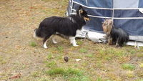   RECHERCHE JEUNE CHIEN PETITE TAILLE 