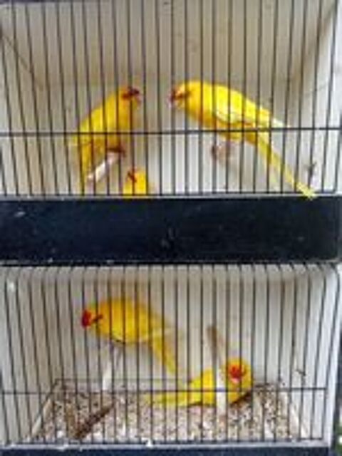  kakariki jaune
