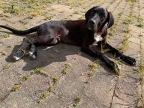   Murphy, croisé cane corso à adopter 