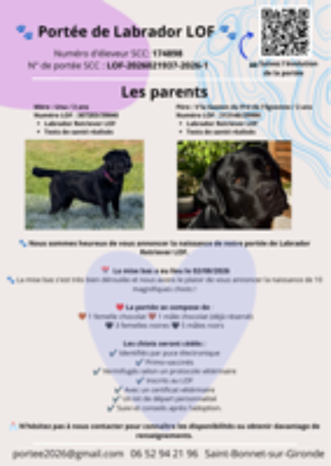  ? Magnifiques chiots Labrador Retriever LOF noirs à réserve 