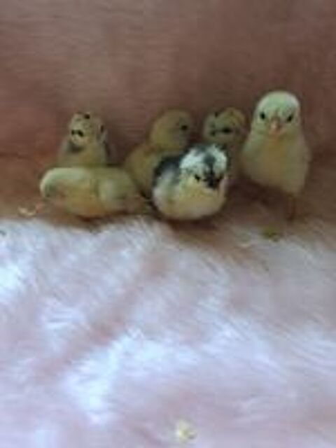   Poussins 
