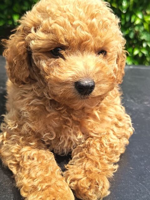 Caniche chiot  m&acirc;le abricot 1130 35300 Fougères