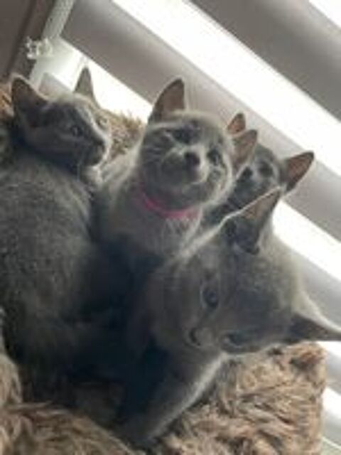   Chatons bleu russe 