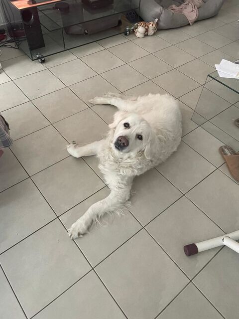 Golden retriever M&acirc;le 12 ans 0 78680 �p�ne